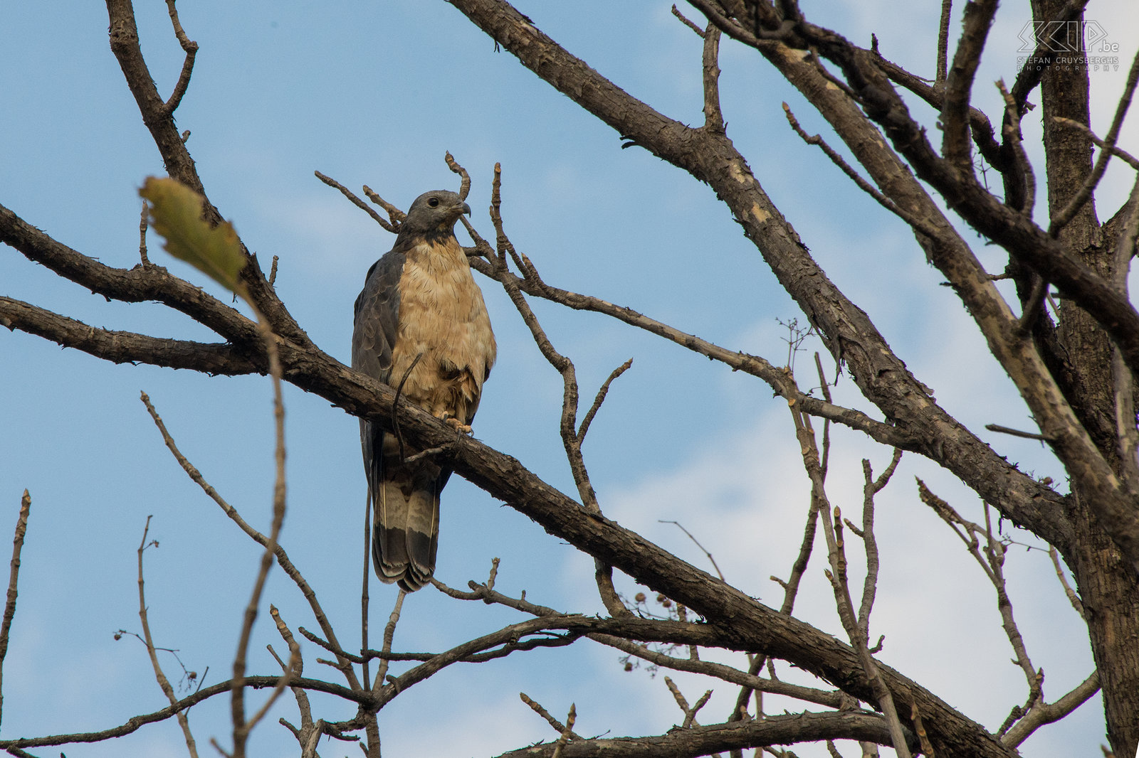 Tadoba - Oriental honey buzzard Despite its name, the Oriental honey buzzard  (Pernis ptilorhynchus) is not related to Buteo buzzards. It is taxonomically closer to the kites and its head resembles that of a pigeon. Stefan Cruysberghs